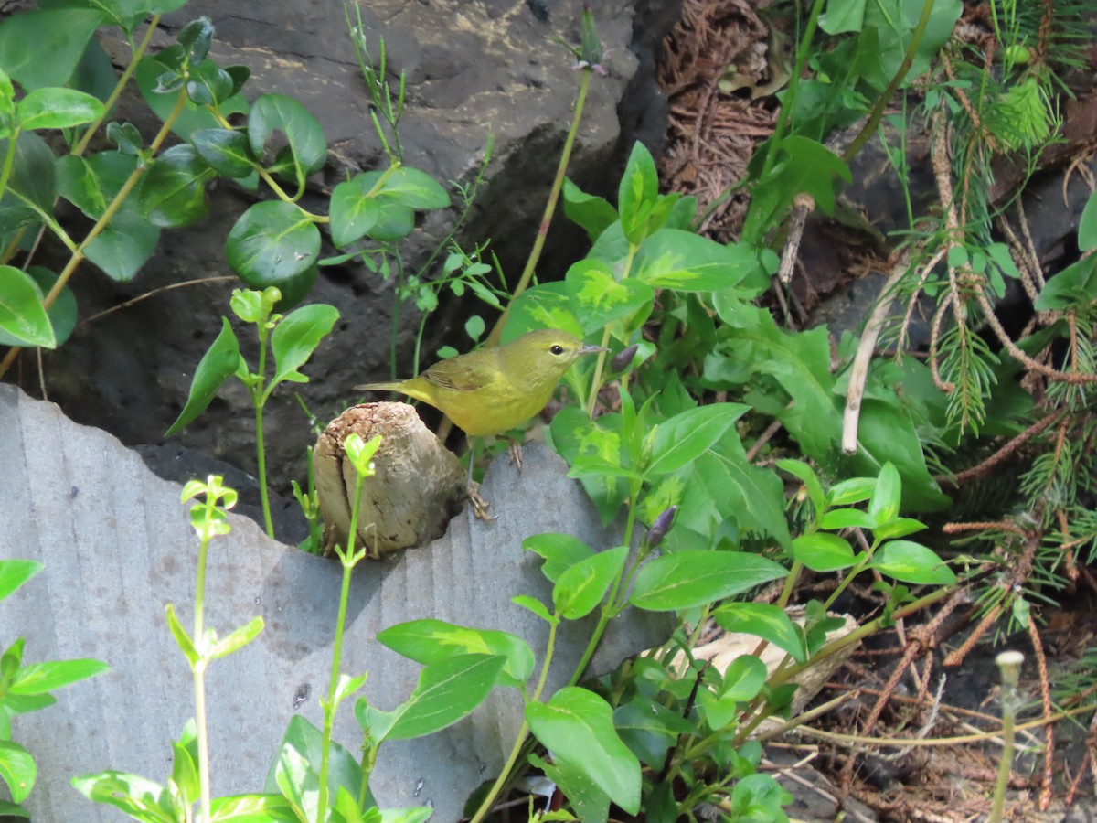 Orange-crowned Warbler - Heidi Powers-Armstrong