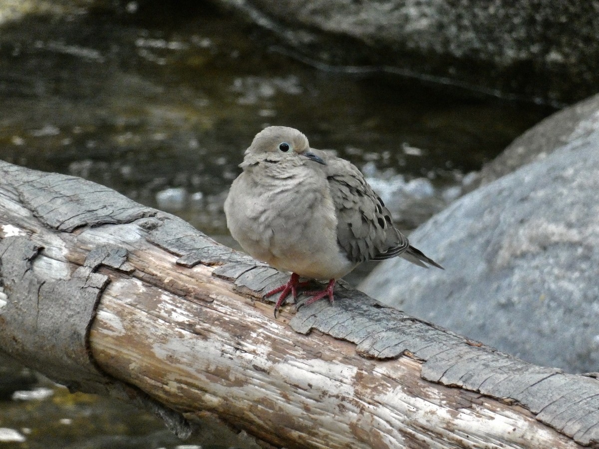 Mourning Dove - Reeve Cowne