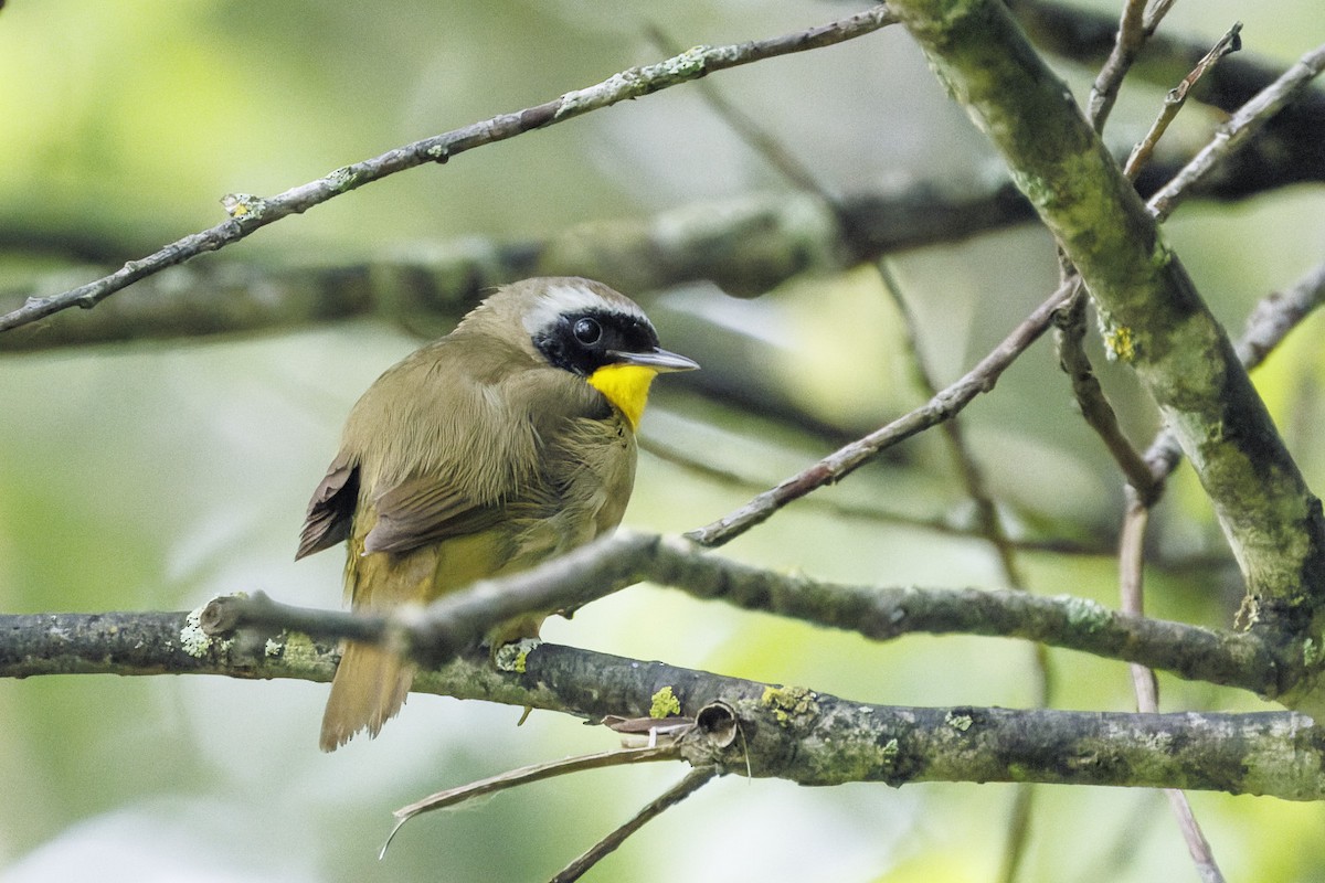 Common Yellowthroat - Edouard Charbonneau