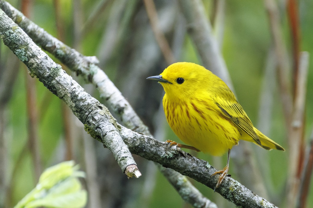 Yellow Warbler - Edouard Charbonneau