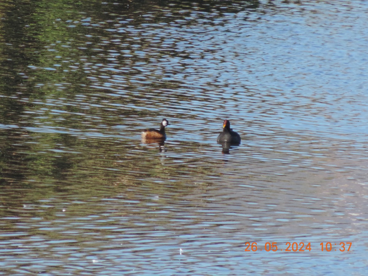 White-tufted Grebe - Ignacio Ramírez