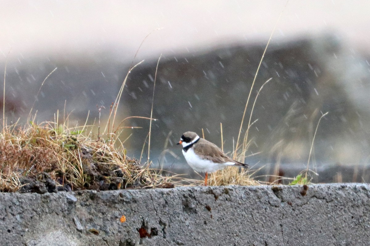 Semipalmated Plover - Jason Wilder