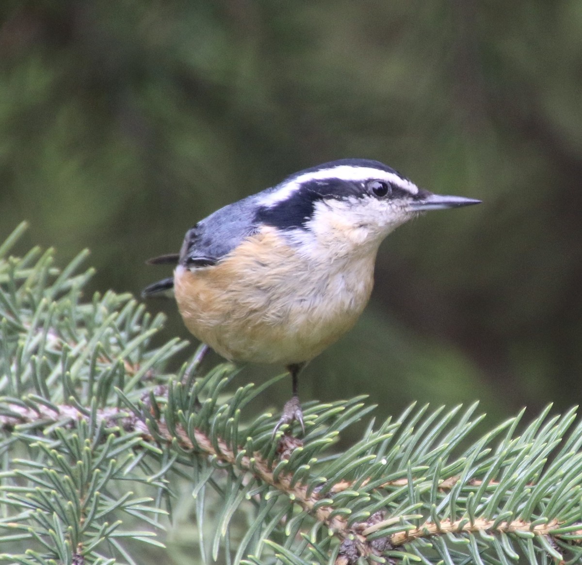 Red-breasted Nuthatch - Stephanie Nyhof