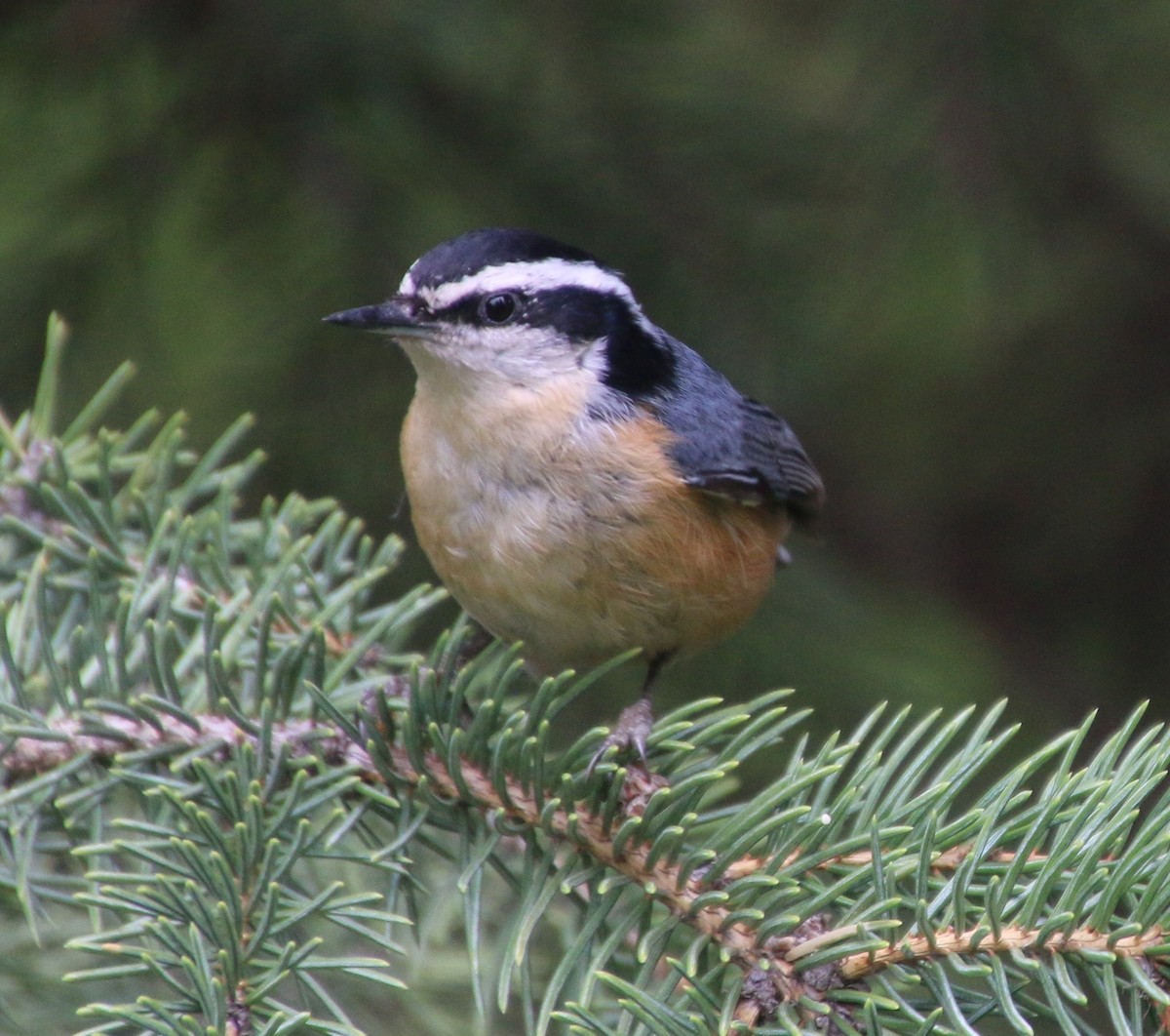 Red-breasted Nuthatch - Stephanie Nyhof