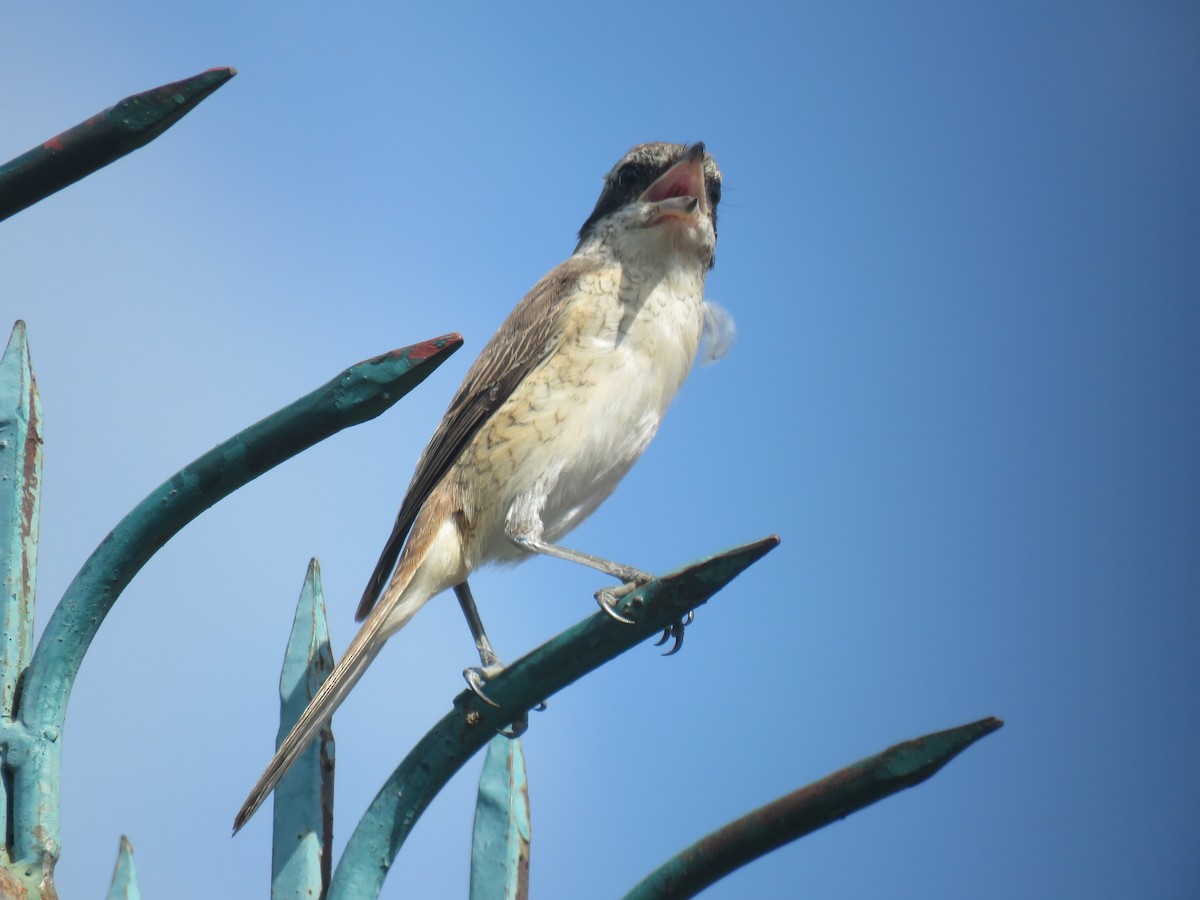 Brown Shrike (Philippine) - Rafa Leal