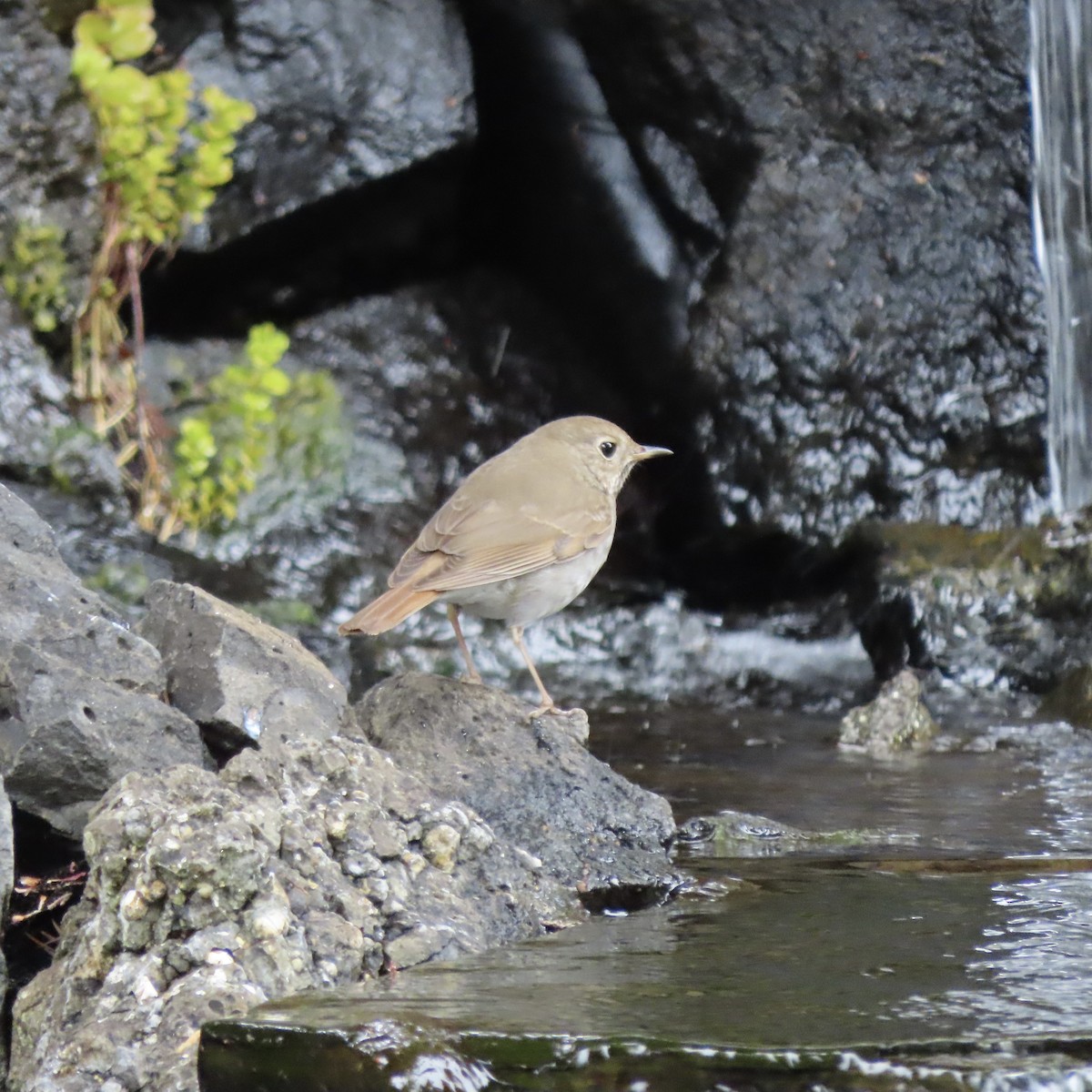 Hermit Thrush - Heidi Powers-Armstrong