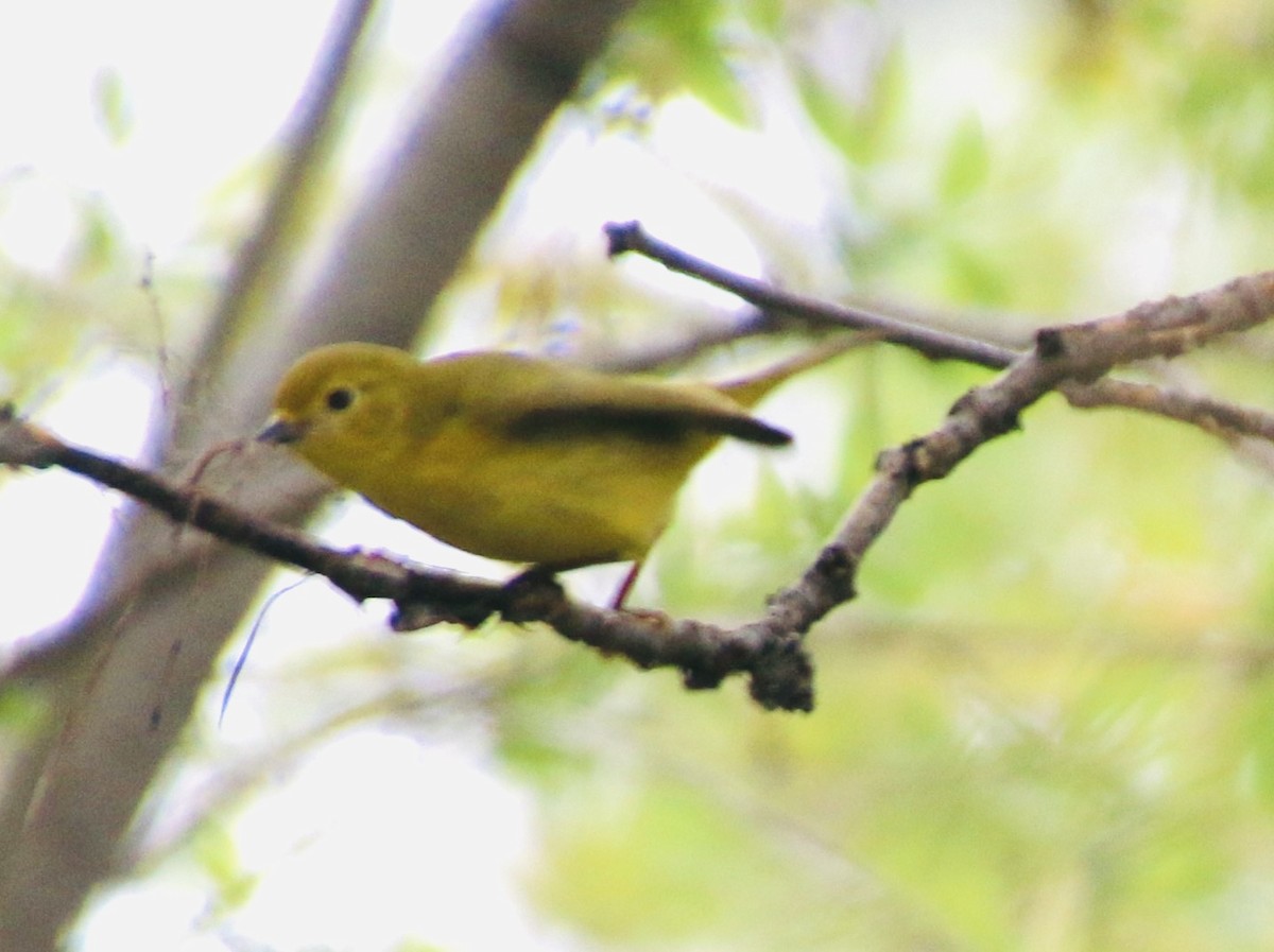 Yellow Warbler - Stephanie Nyhof