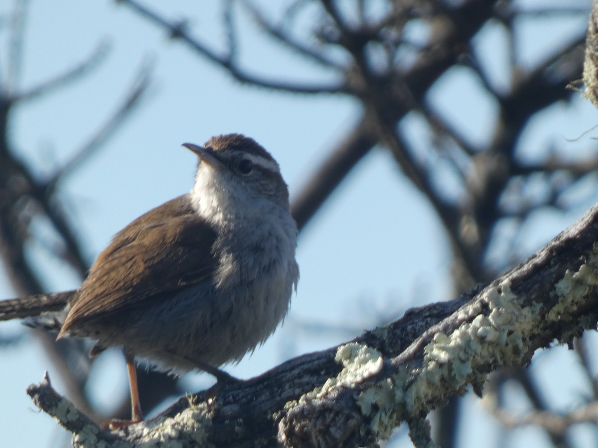 Bewick's Wren - Dan Goldfield