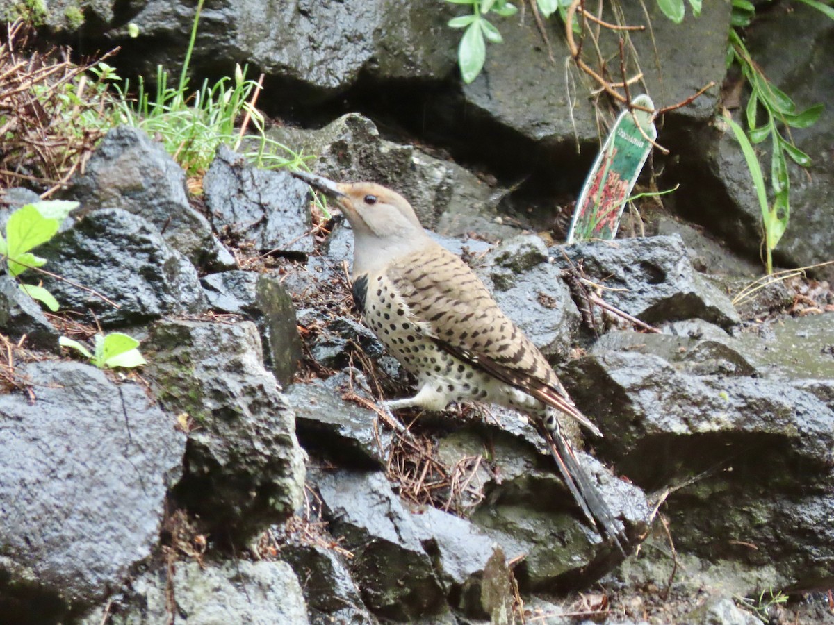 Northern Flicker - Heidi Powers-Armstrong