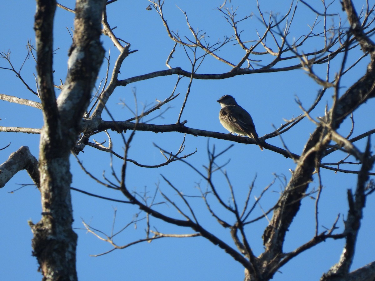 new world flycatcher sp. - Juan Aguilar