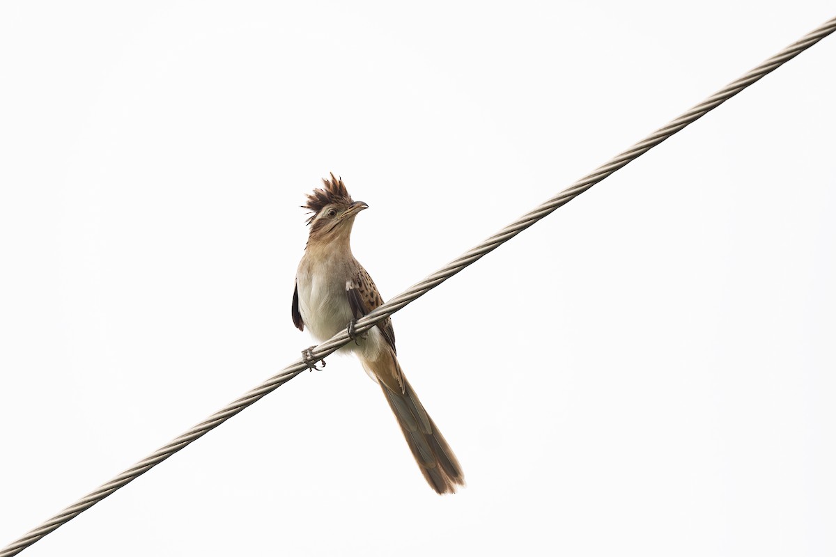 Striped Cuckoo - Steve Heinl