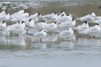 Snowy-crowned Tern - ML619658402