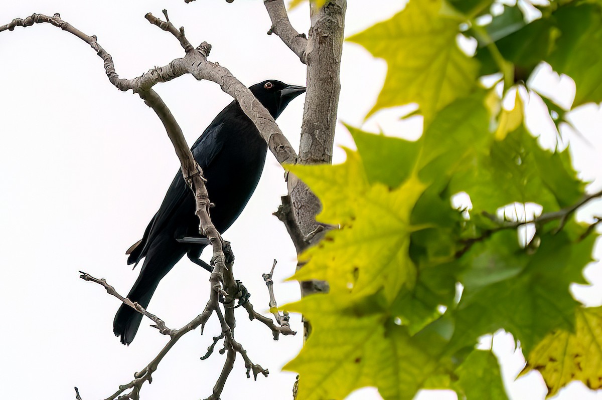 Bronzed Cowbird - Raudel Hinojosa