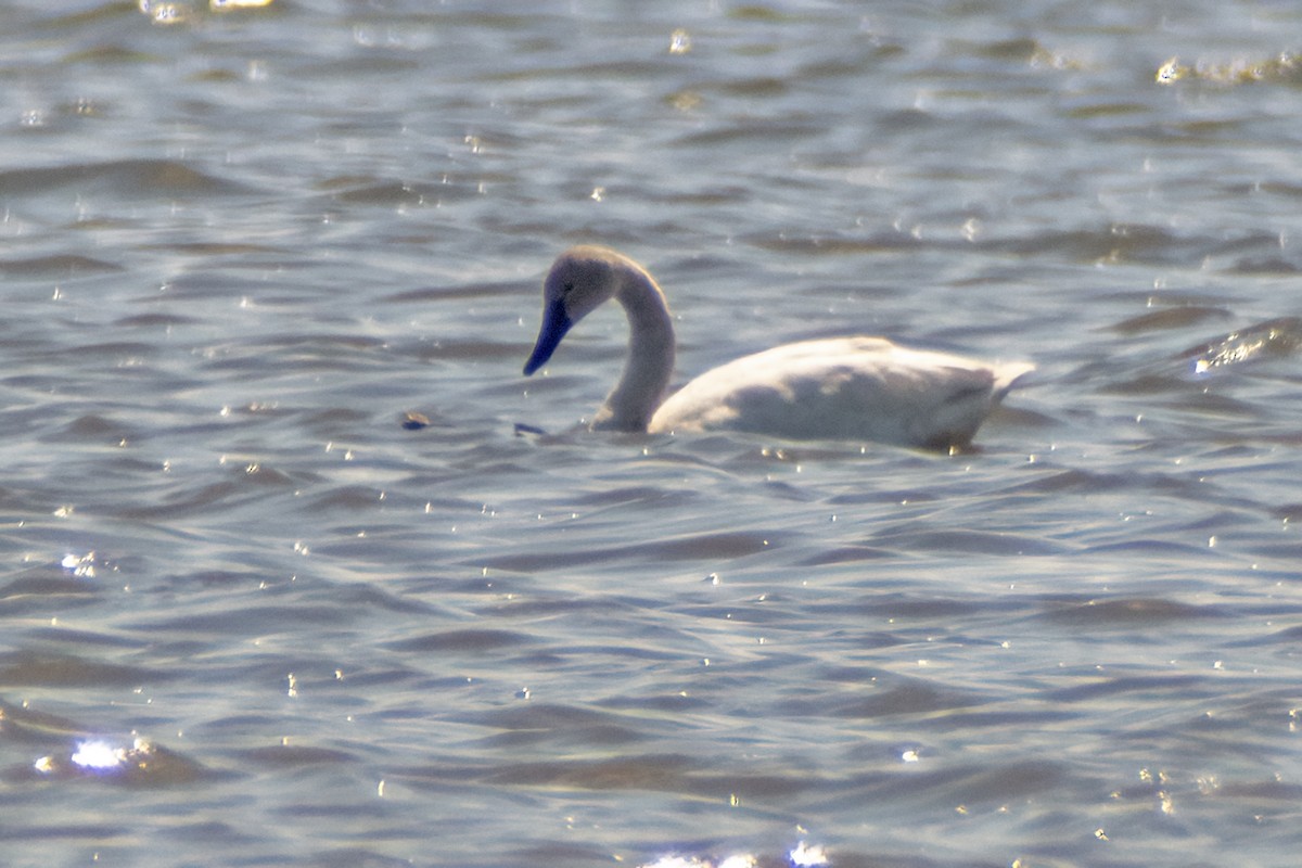 Trumpeter/Tundra Swan - Cynthia Bridge