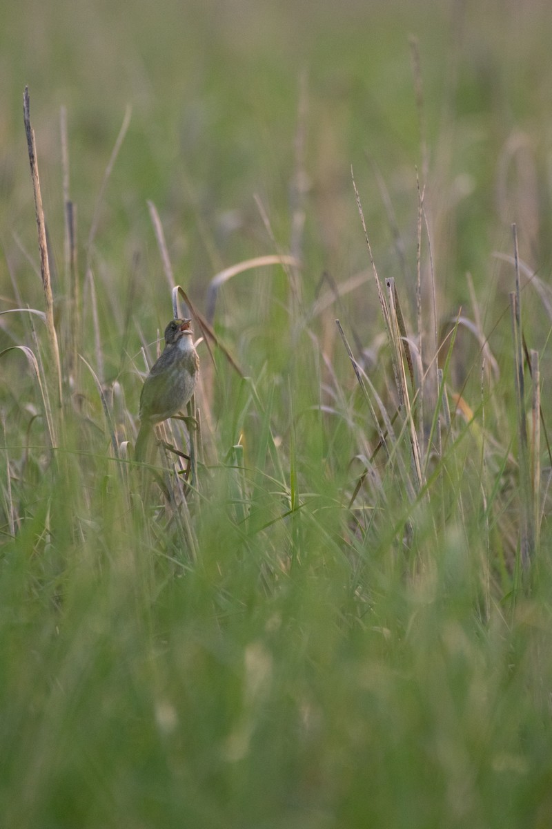 Seaside Sparrow - Jimmy Dhillon