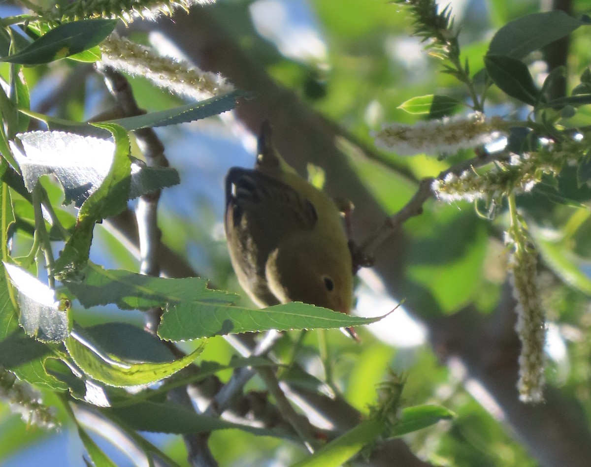 Yellow Warbler - Heidi George