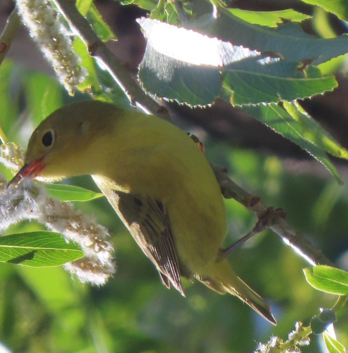 Yellow Warbler - Heidi George