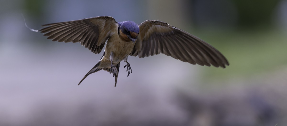 Barn Swallow - Seth Konner