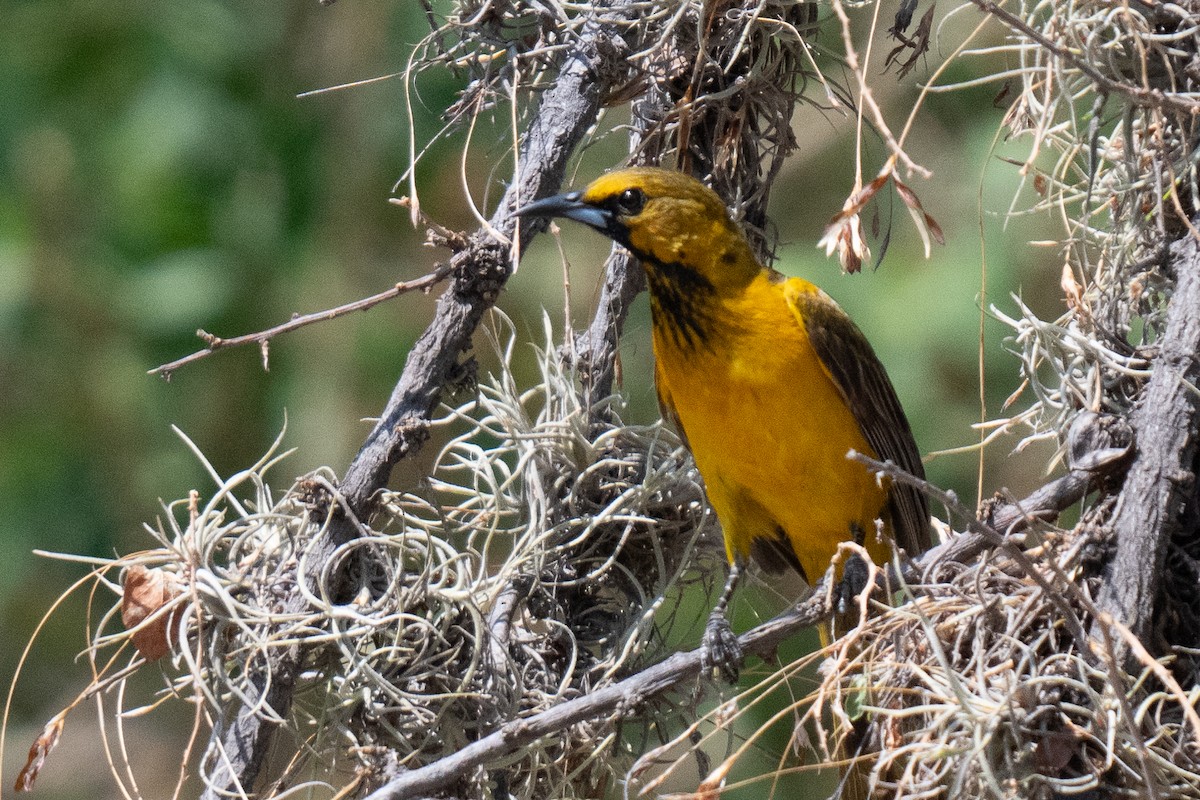 Black-vented Oriole - David Lauter