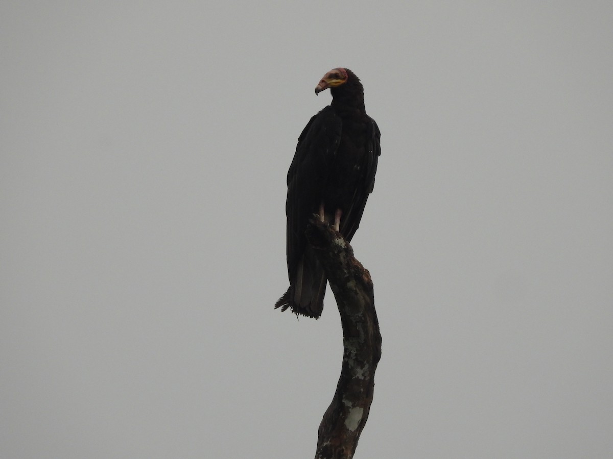 Greater Yellow-headed Vulture - Juan Aguilar