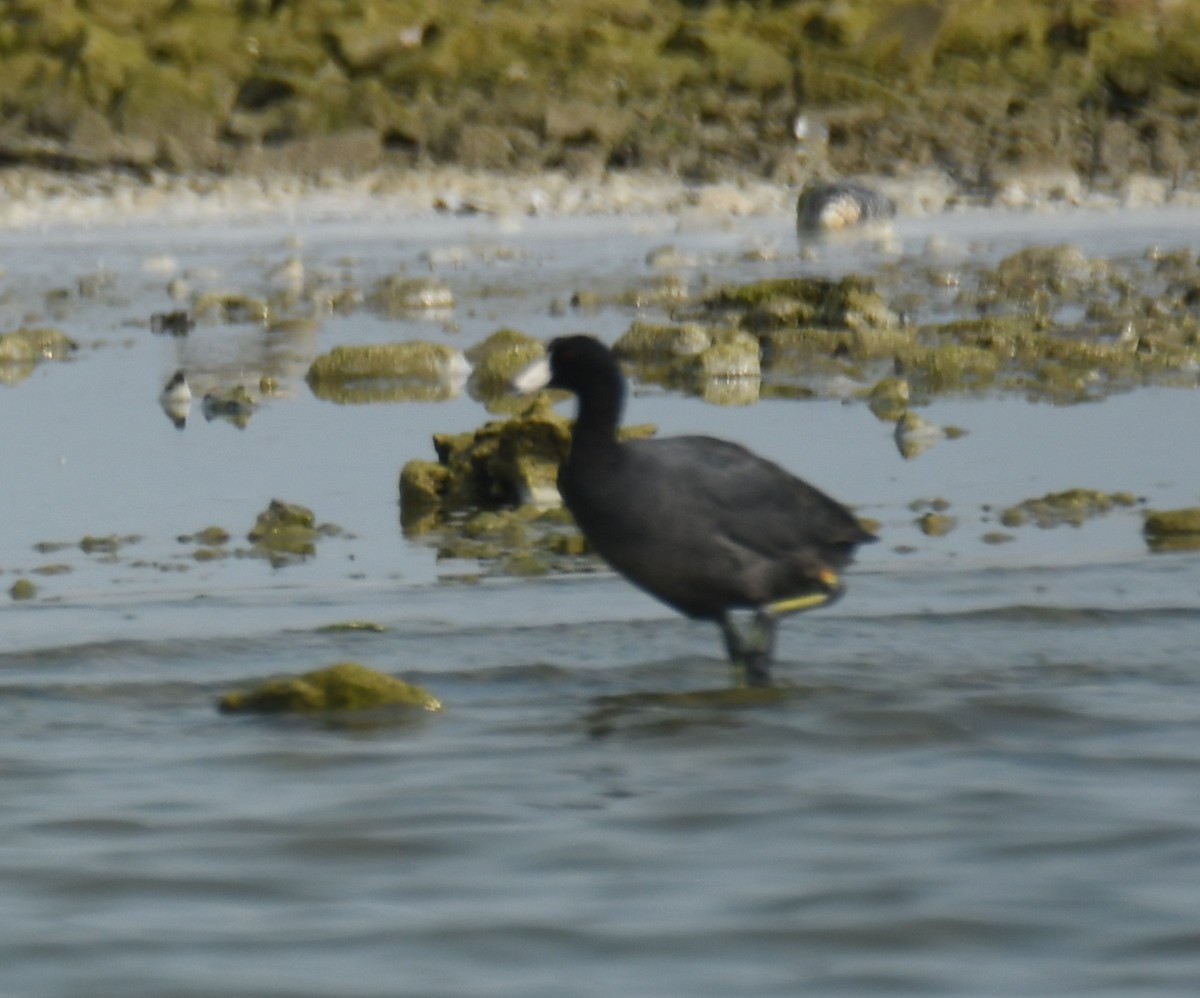 American Coot - Leonardo Guzmán (Kingfisher Birdwatching Nuevo León)