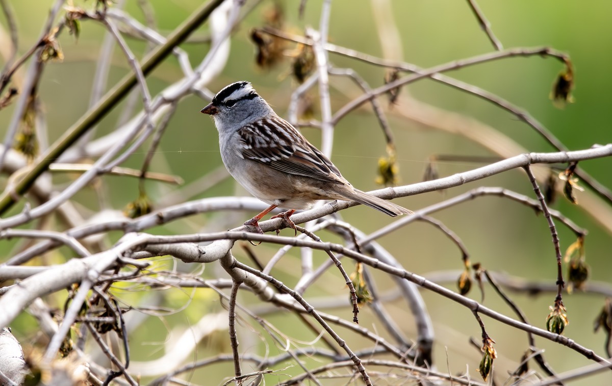 White-crowned Sparrow - John Peckham