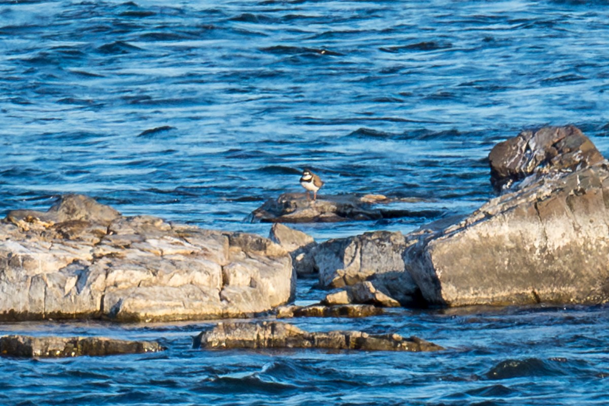 Semipalmated Plover - Robert Lussier