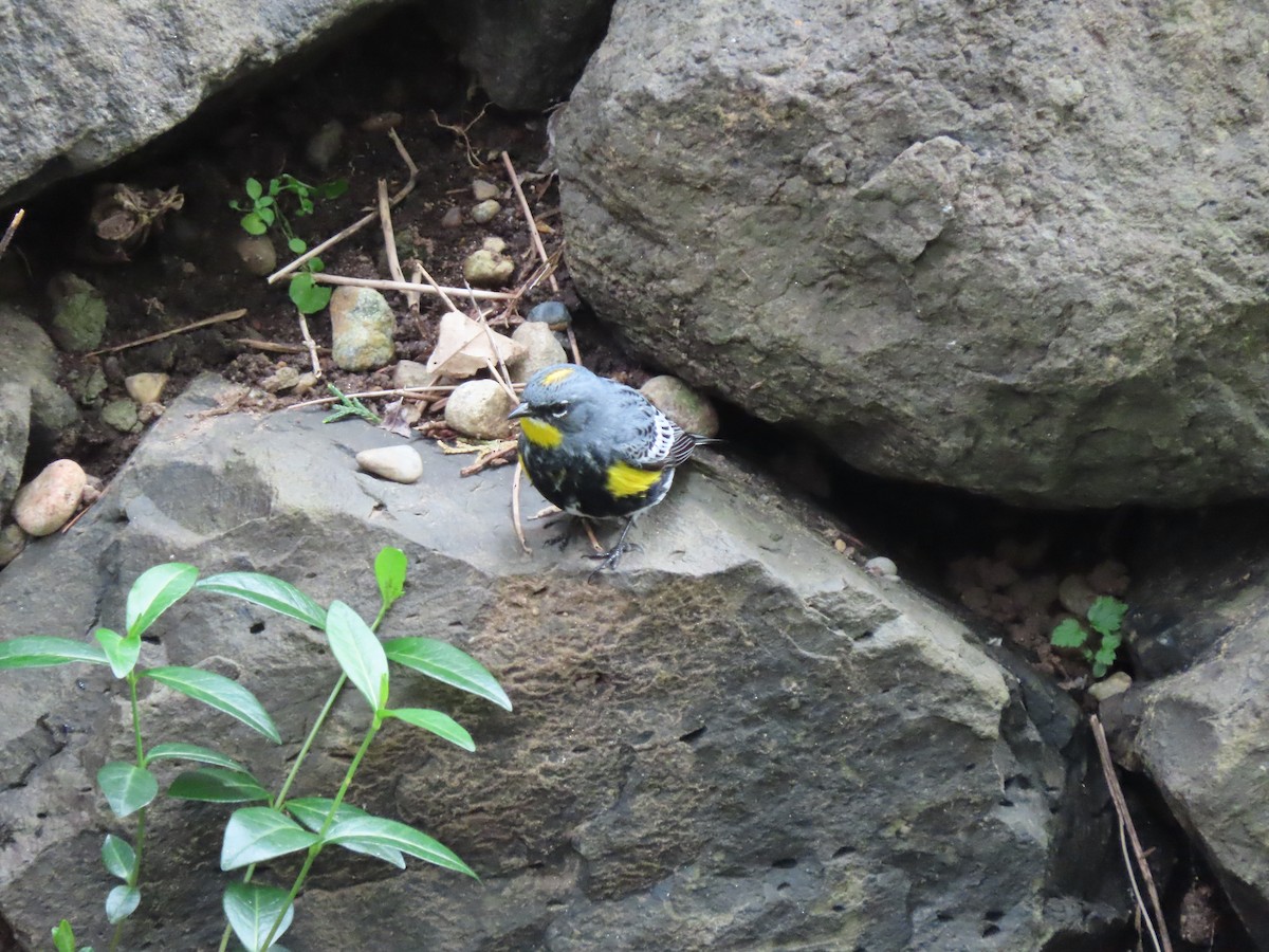 Yellow-rumped Warbler - Heidi Powers-Armstrong