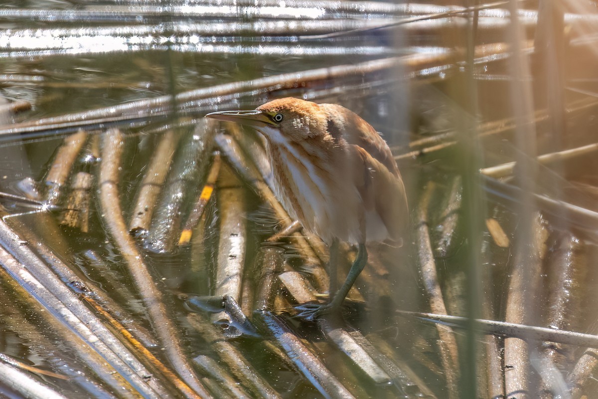 Least Bittern - Joshua Stacy