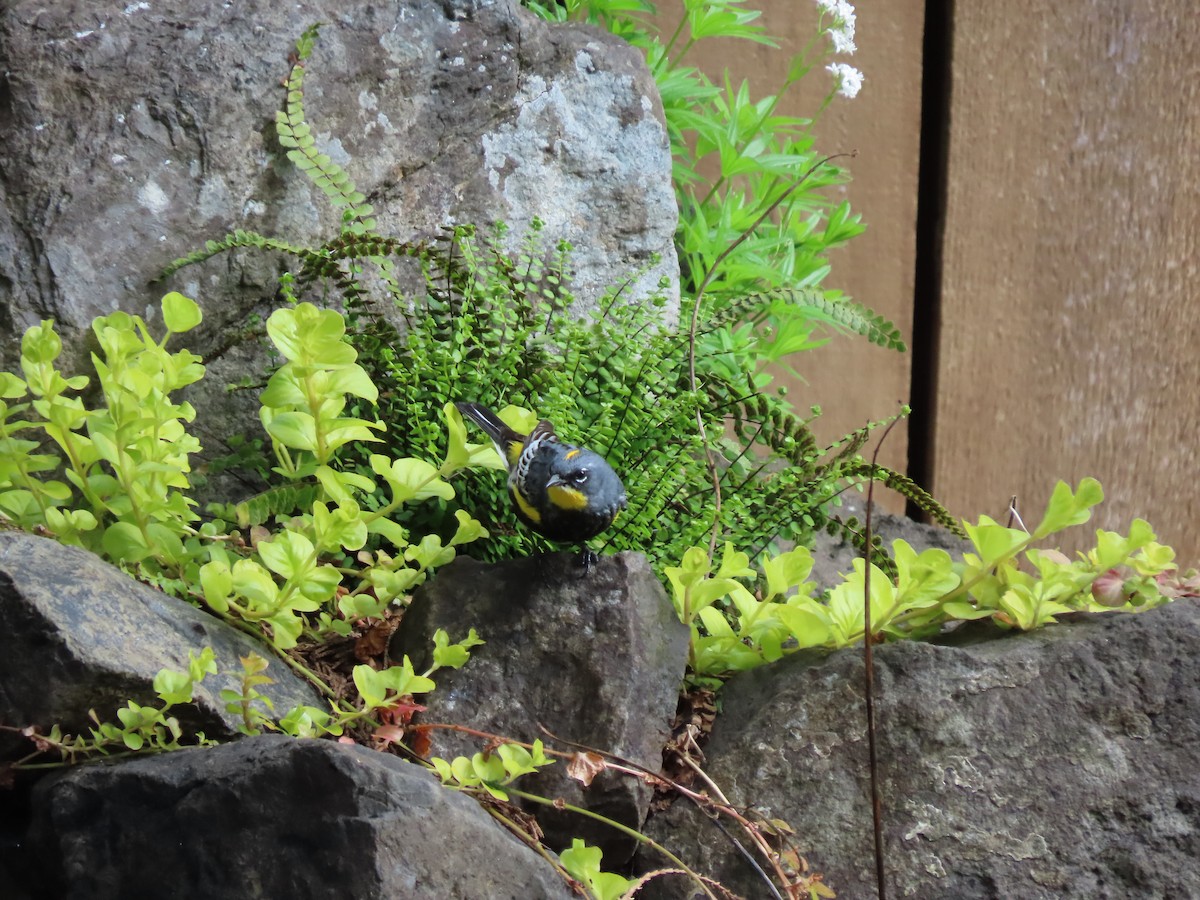 Yellow-rumped Warbler - Heidi Powers-Armstrong