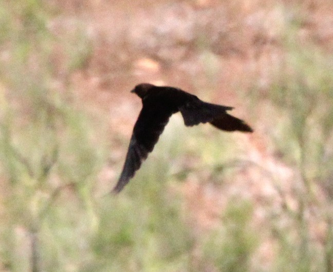 Brown-headed Cowbird - Tim Flood