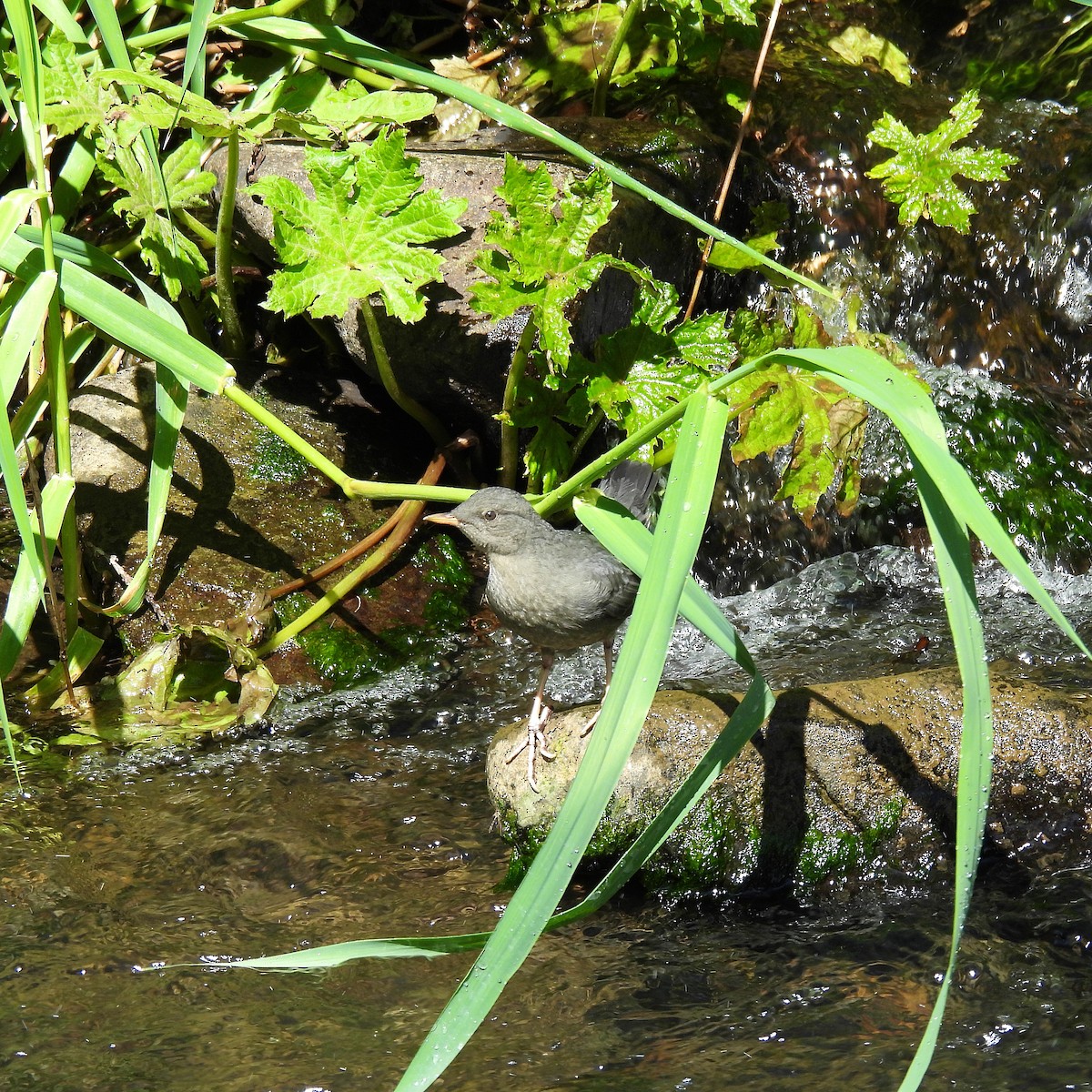 American Dipper - ML619658463