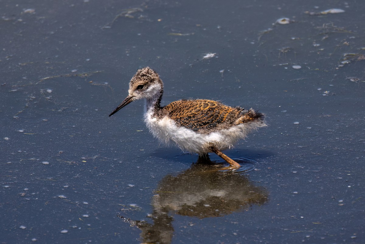 Black-necked Stilt - Joshua Stacy