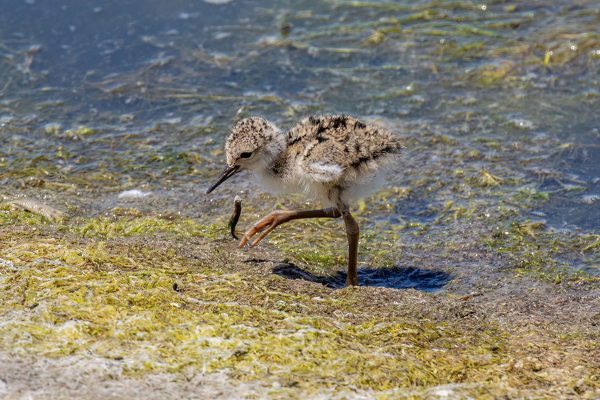 Black-necked Stilt - Joshua Stacy