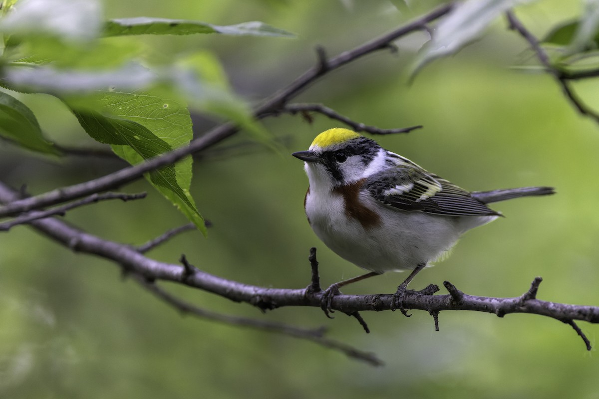 Chestnut-sided Warbler - ML619658478