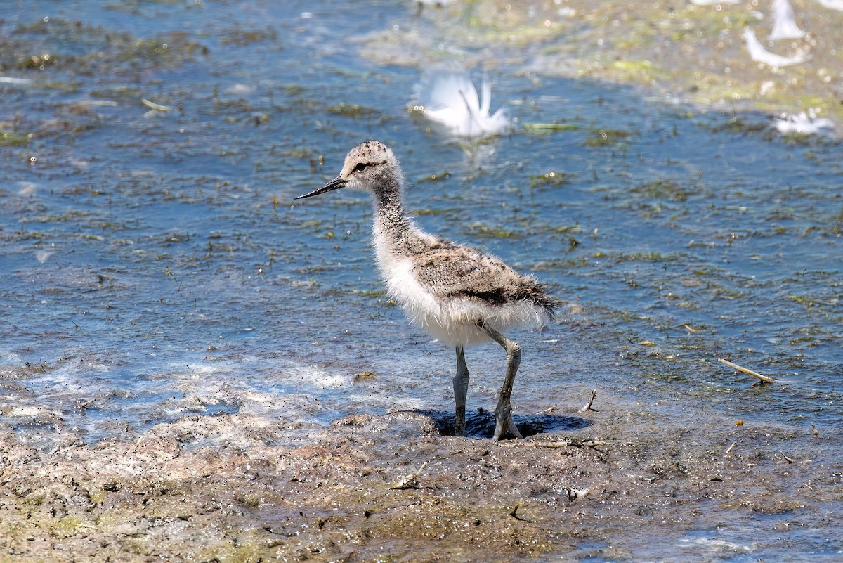 American Avocet - ML619658479