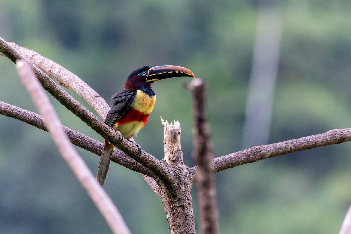 Chestnut-eared Aracari - David F. Belmonte