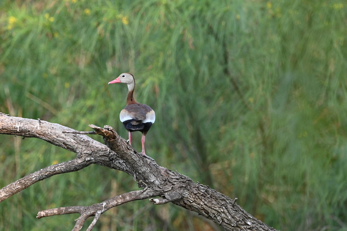 Black-bellied Whistling-Duck - Liam McGuire