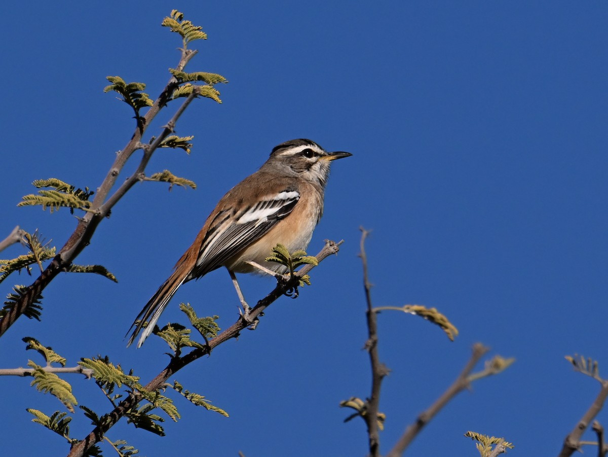 Red-backed Scrub-Robin - ML619658501