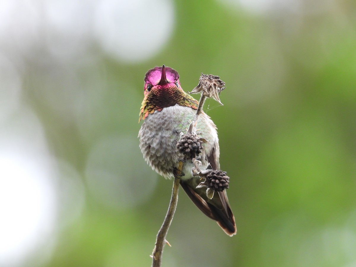 Anna's Hummingbird - Randy Smith