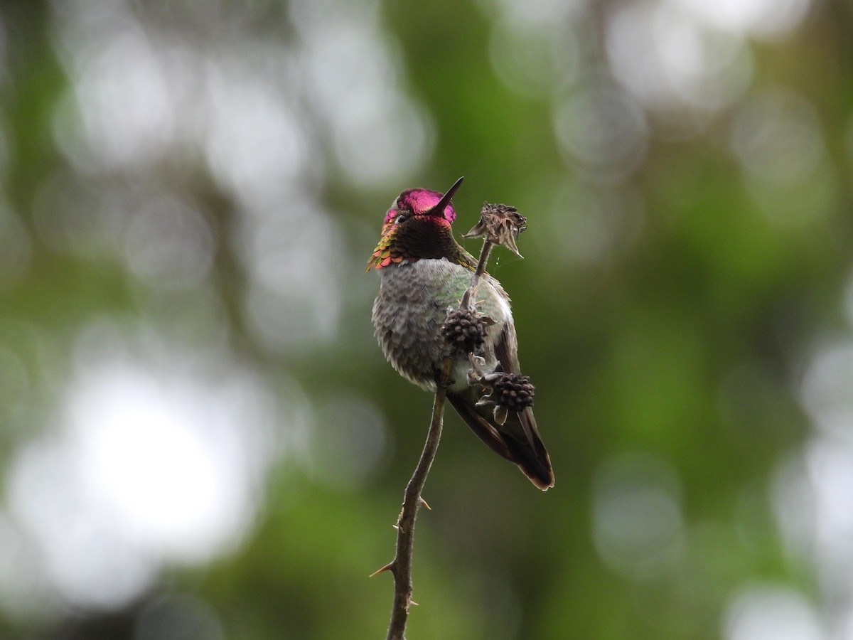 Anna's Hummingbird - Randy Smith