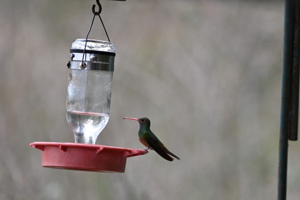 Buff-bellied Hummingbird - Liam McGuire