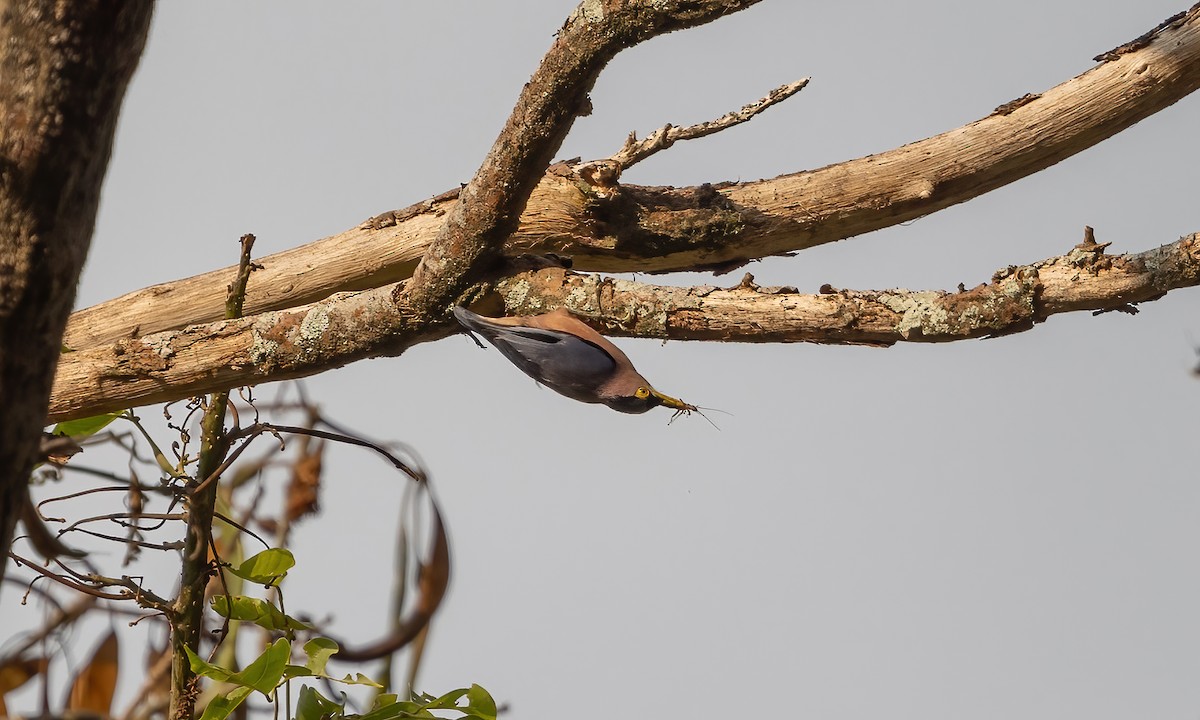 Sulphur-billed Nuthatch - ML619658511