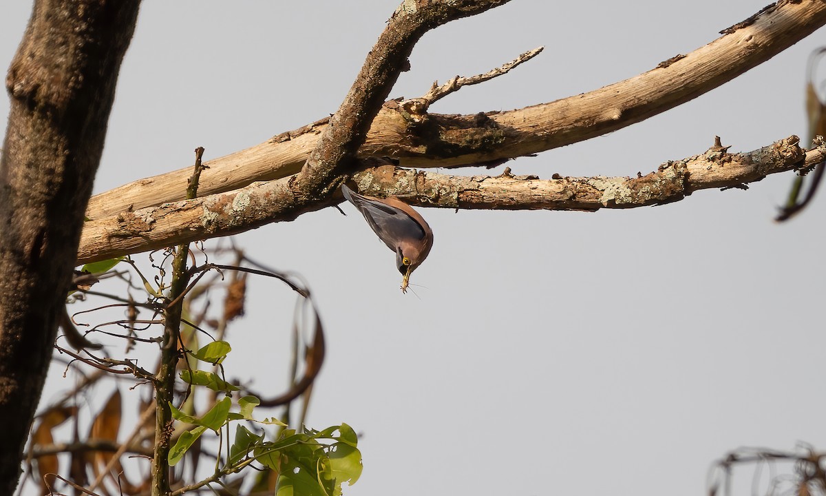 Sulphur-billed Nuthatch - ML619658514