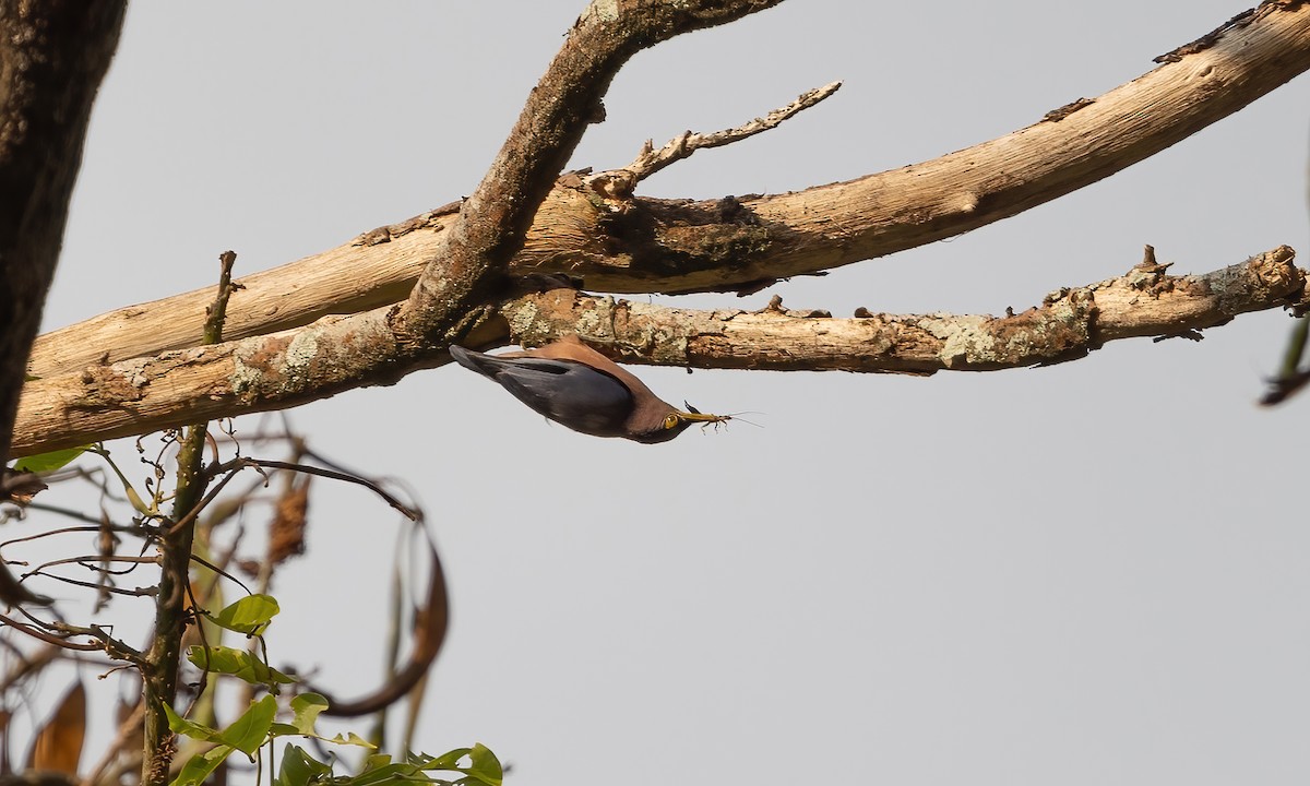 Sulphur-billed Nuthatch - ML619658516