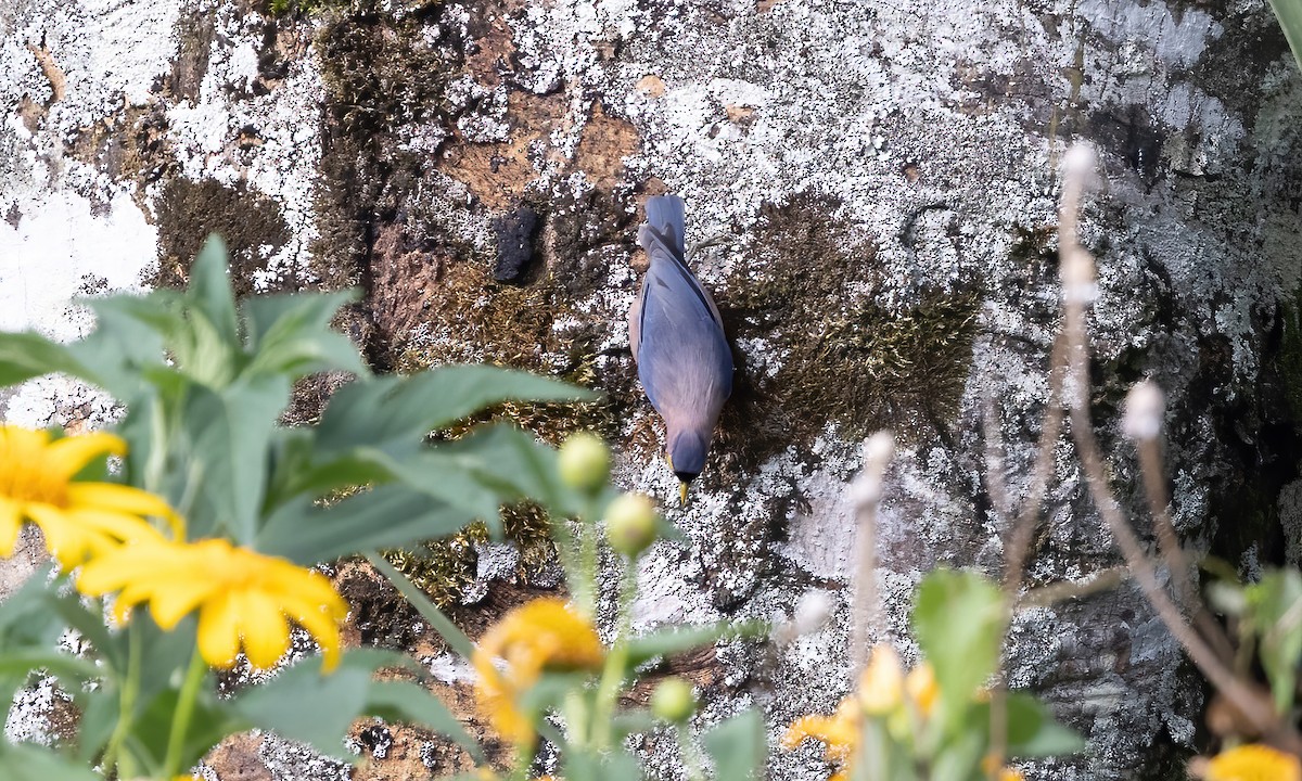 Sulphur-billed Nuthatch - ML619658517