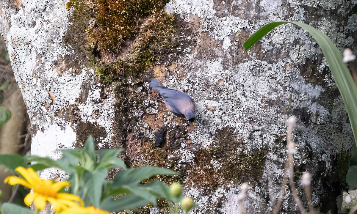 Sulphur-billed Nuthatch - ML619658518