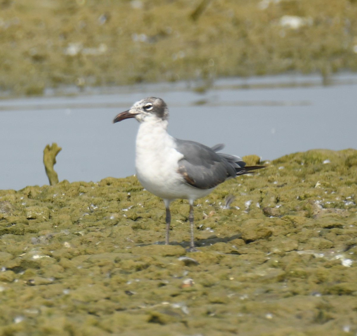 Laughing Gull - Leonardo Guzmán (Kingfisher Birdwatching Nuevo León)