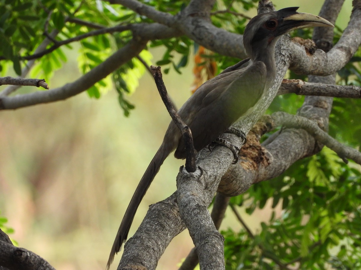 Indian Gray Hornbill - ML619658536