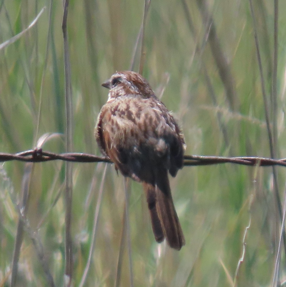 Song Sparrow - Heidi George